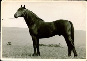 Chapman 1960
